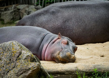 View of animal relaxing on rock at zoo