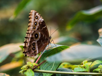 Close-up of butterfly on leaf