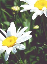 Close-up of white daisy flowers