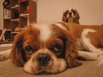 Portrait of dog relaxing at home