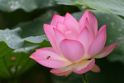 Close-up of pink water lily