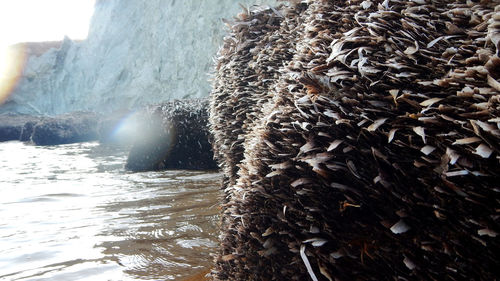 Rocks in sea