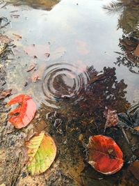 High angle view of autumn leaf floating on water