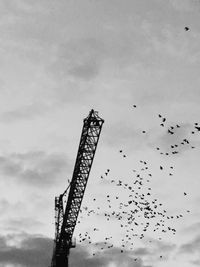 Low angle view of birds flying against sky