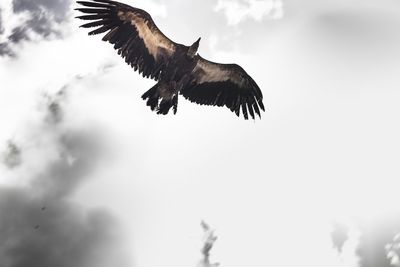 Low angle view of eagle flying against sky