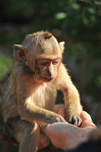 Close up of baby holding eating while sitting outdoors