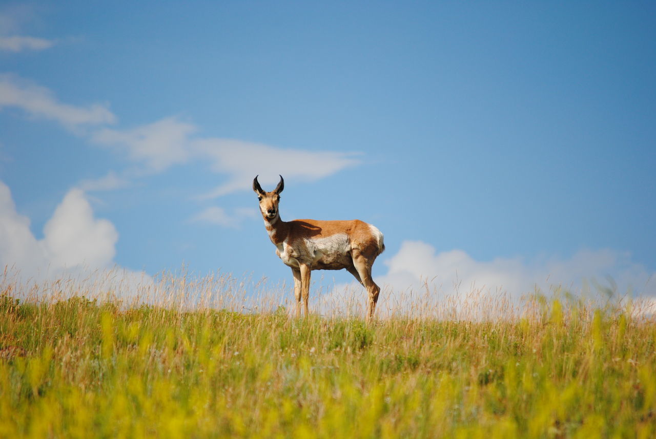 animal, animal themes, sky, field, land, mammal, grass, plant, one animal, nature, vertebrate, standing, selective focus, animal wildlife, beauty in nature, domestic animals, day, no people, animals in the wild, environment, herbivorous