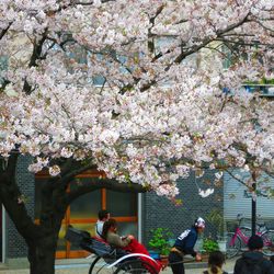 Pink flowers in park