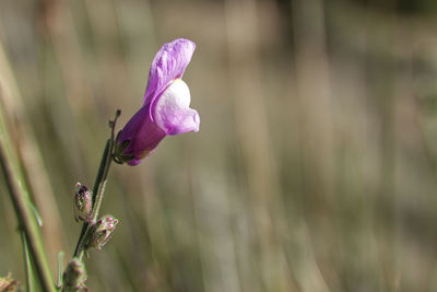 Close-up of purple flower blooming outdoors