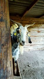 High angle view of cow in shed