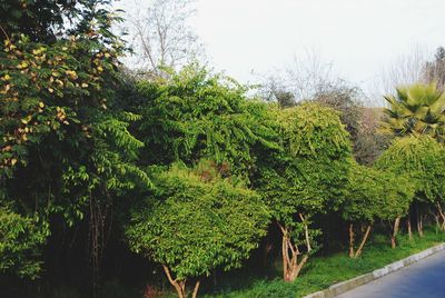 Plants and trees against sky