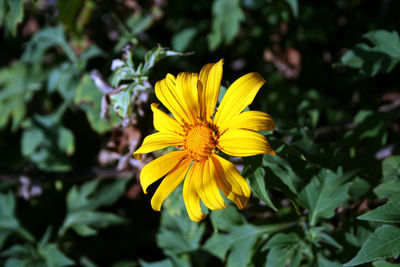 Close-up of yellow flower blooming outdoors