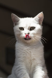 The kitten licks its lips, the cat sits on a chair isolated on a dark background