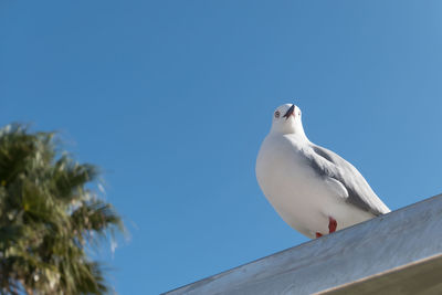 Low angle view of bird perching on roof against clear blue sky