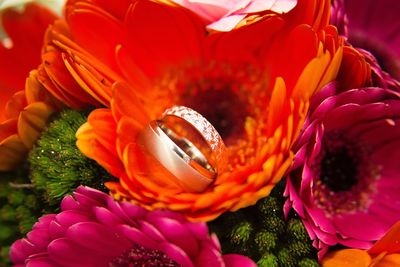 Close-up of orange flower
