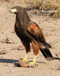 Close-up of bird perching on a field