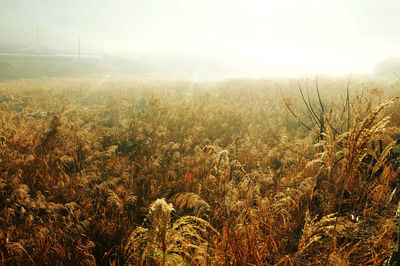 Scenic view of field against sky