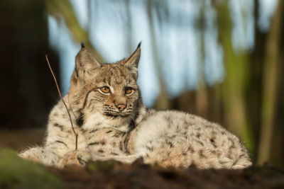 Close-up portrait of a cat looking away