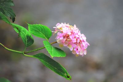 Close-up of pink flower blooming outdoors