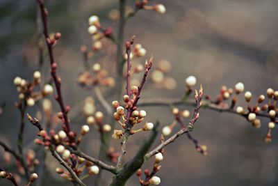 Close-up of flower buds growing outdoors