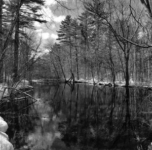 Reflection of bare trees in lake against sky