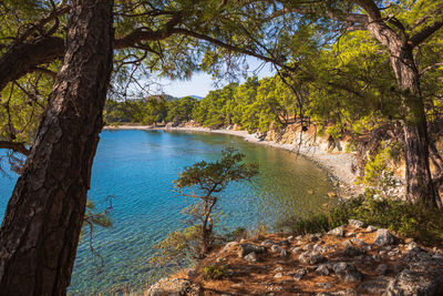 Scenic view of lake in forest during autumn