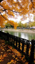 Close-up of autumn leaves in water