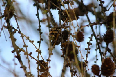 Low angle view of pine cones hanging on branch