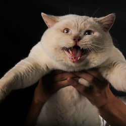 Close-up of hand holding cat against black background