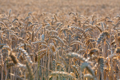 Close-up of wheat growing on field