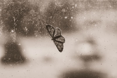 Close-up of butterfly on glass window