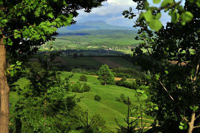 Scenic view of agricultural field