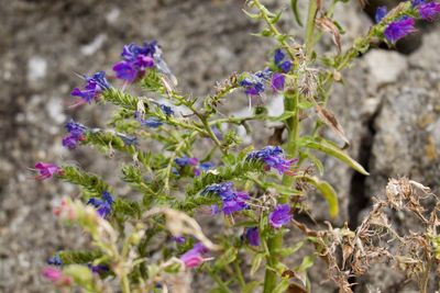 Close-up of purple flowering plants on field