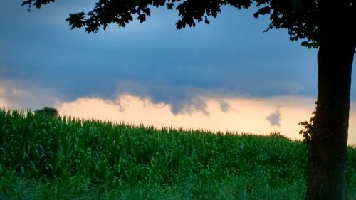 Scenic view of agricultural field against sky