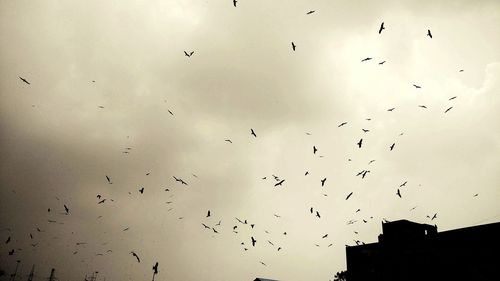 Low angle view of silhouette birds flying against sky