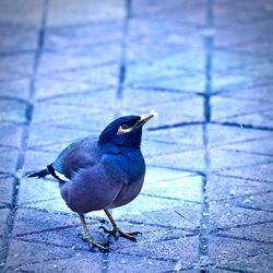 Close-up of bird perching on footpath