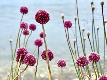 Close-up of pink flowering plants