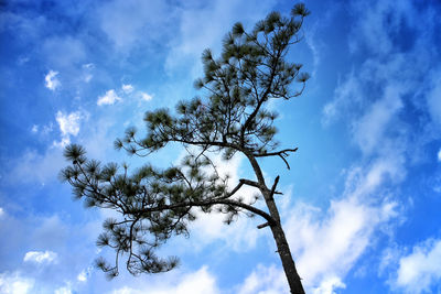 Low angle view of tree against sky