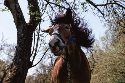 Low angle view of horse against trees