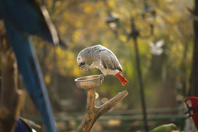 The grey parrot psittacus holding and eating a nut in the zoo