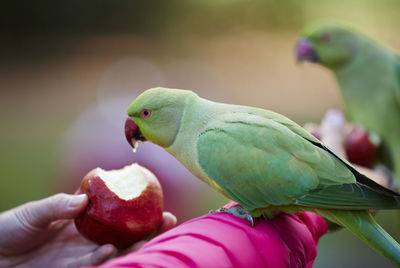 Close-up of hand holding parrot