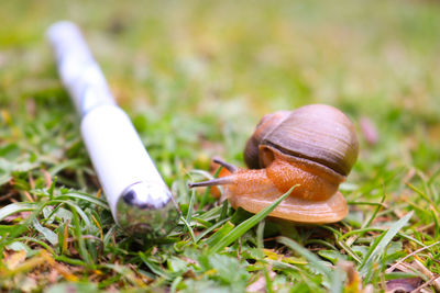 Close-up of snail on field