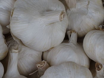 White garlic bulbs