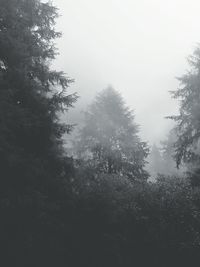 Trees in foggy weather