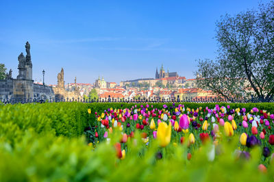 View of flowering plants in park against buildings