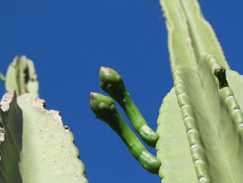 Low angle view of cactus growing against clear blue sky