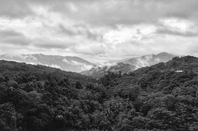 Scenic view of forest against sky
