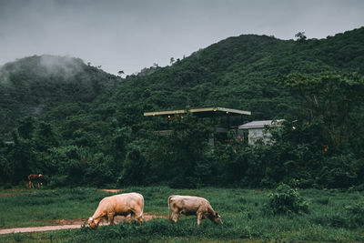 Sheep grazing in a field