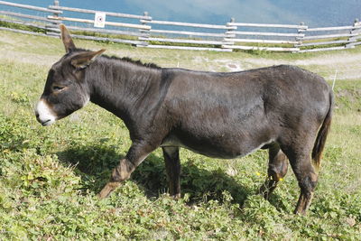 Horse standing on field