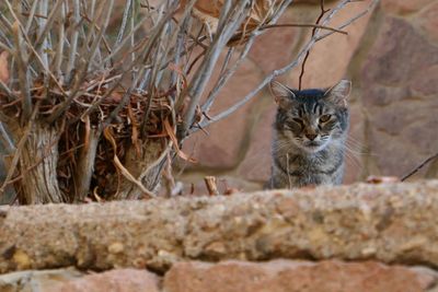 Portrait of cat by dead plant against wall